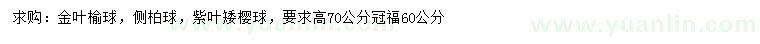 求购高70公分金叶榆球、侧柏球