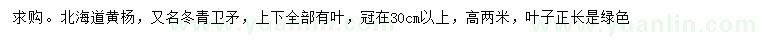 求购冠幅30公分以上北海道黄杨