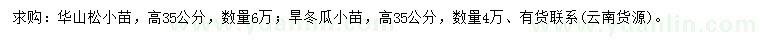 求购高35公分华山松、旱冬瓜