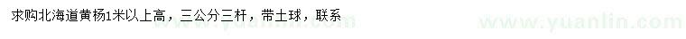 求购高1米以上北海道黄杨