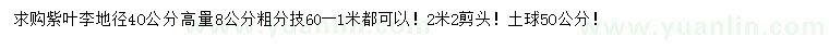 求购地径40公分量高8公分紫叶李