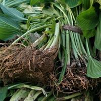 江苏玉簪花叶玉簪 3批发/供应