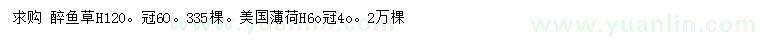 求购高120公分醉鱼草、60公分美国薄荷