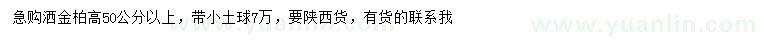 求购高50公分以上洒金柏