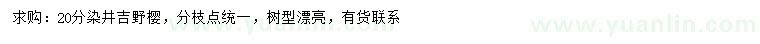 求购20公分染井吉野樱