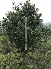 特价处理一批头径5-8分山茶花500棵