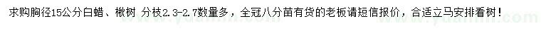 求购胸径15公分白蜡、楸树