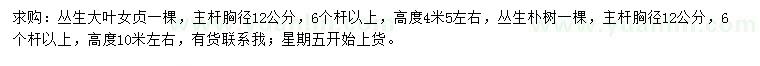 求购高4.5、10米左右丛生大叶女贞