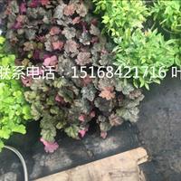 大量供应花镜植物 矾根 金边麦冬 银边麦冬 兰花三七等草花 