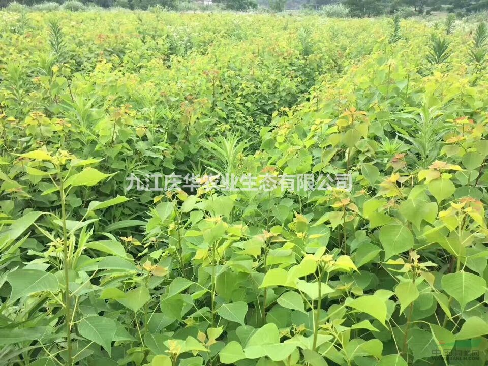 江西烏桕小苗價格，烏桕小苗報價，優質烏桕樹苗供應