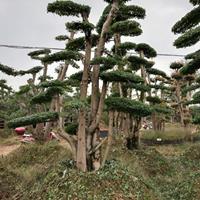 浏阳地区景观树造型小叶女贞多少钱一棵？昆明求购造型女贞桩