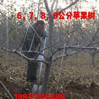 供应山西苹果树·运城苹果树基地·绛县苹果树种植合作社