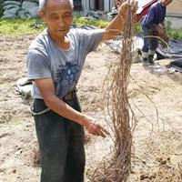 爬山虎起苗种、有需要爬山虎的客户请致电