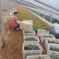 橘红孔雀草