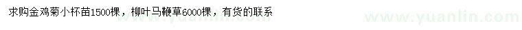 求购金鸡菊苗、柳叶马鞭草