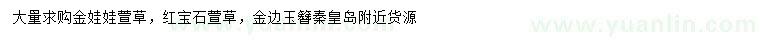 求购金娃娃萱草、红宝石萱草、金边玉簪