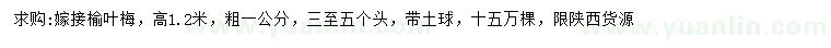 求购高1.2米嫁接榆叶梅