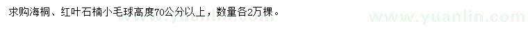 求购高70公分海桐、红叶石楠小毛球