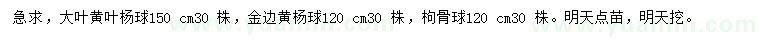 求购大叶黄叶杨球、金边黄杨球、枸骨球