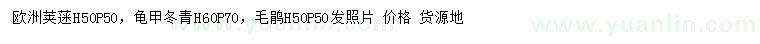 求购欧洲荚蒾、龟甲冬青、毛鹃