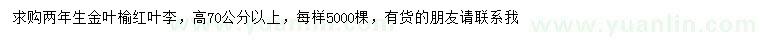 求购高70公分以上金叶榆、红叶李