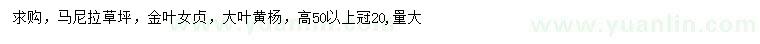 求购马尼拉、金叶女贞、大叶黄杨