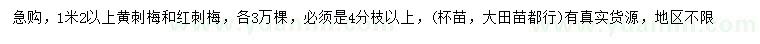 求购1.2米以上黄刺梅、红刺梅