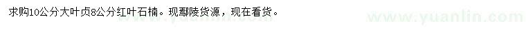 求购10公分大叶贞、8公分红叶石楠