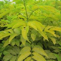 河北定州金葉接骨木在园林绿化的应用和産品報價