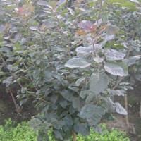 河北定州 美國紅栌 紫叶红栌品种介绍及2-5公分价格