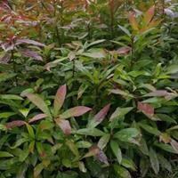 批发一年生木荷小苗￥高30-100公分￥江西种植