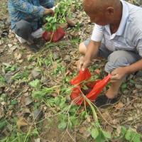 爬山虎种植技巧 河北定州裸根爬山虎价格 营养杯爬山虎价格