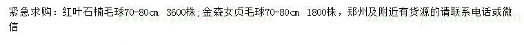 求购70-80公分红叶石楠毛球、金森女贞毛球