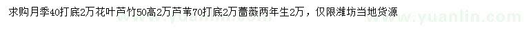 求购月季、花叶芦竹、芦苇等