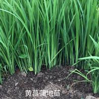 黄菖蒲地苗行情报价/黄菖蒲地苗图片展示