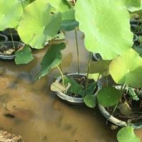 浙江供应水生植物荷花2规格*