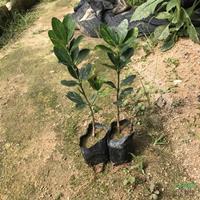 大小规格大叶黄杨基地
