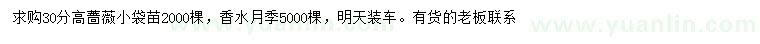 求购高30公分蔷薇、香水月季