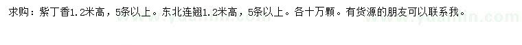 求购高1.2米紫丁香、东北连翘