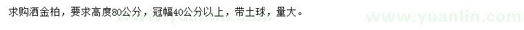 求购高80公分洒金柏