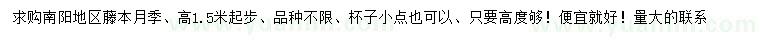 求购高1.5米起步藤本月季