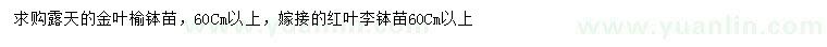 求购60公分金叶榆、红叶李