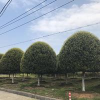 浙江嵊州供应桂花 精品桂花 桂花报价 金桂 银桂 丛生桂花