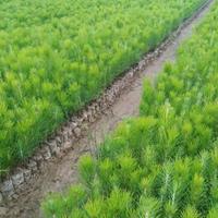 造林湿地松小苗，湿地松杯苗30-50公分