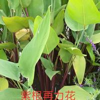 常州 夏溪 供应 紫根再力花 批发价