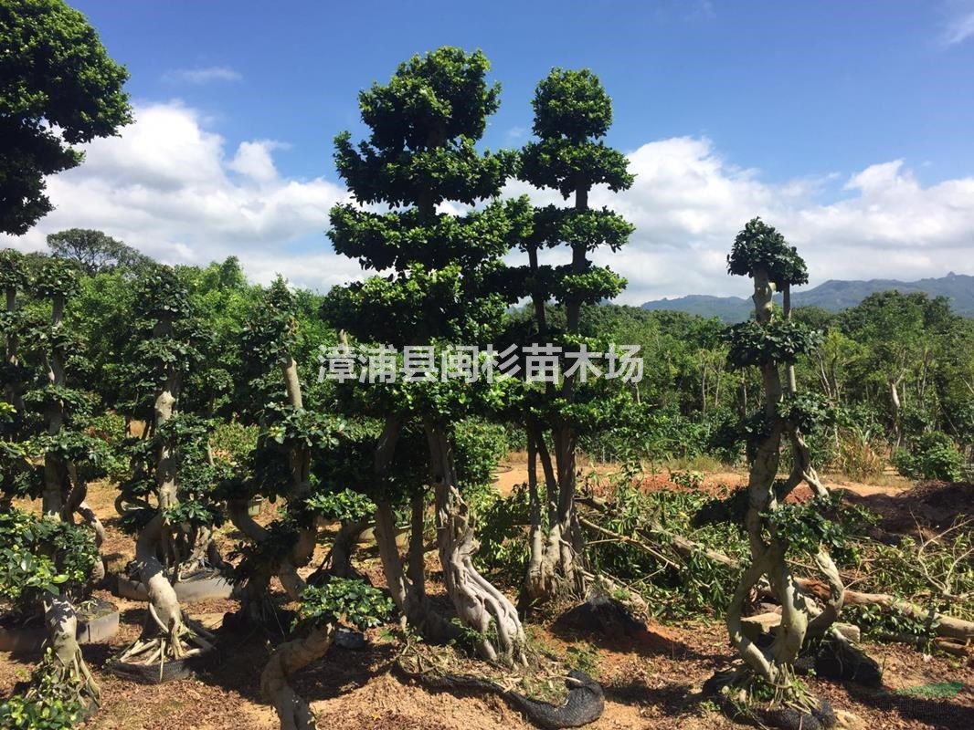 福建小叶榕树 移植苗地苗多种规格齐全大量供应批发