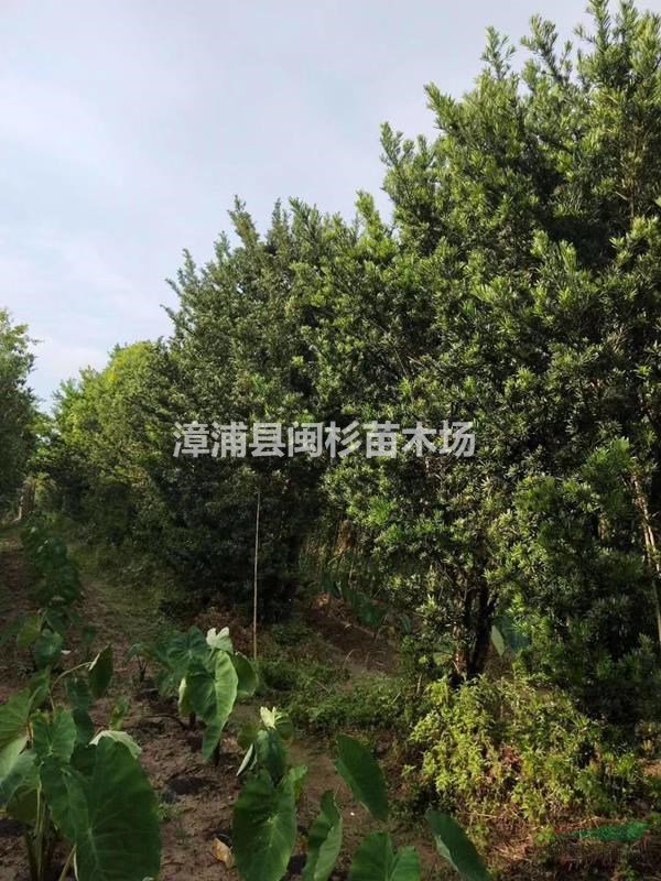 福建自然型罗汉松 移植苗地苗多种规格齐全大量供应批发
