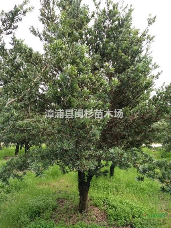 福建自然型罗汉松 移植苗地苗多种规格齐全大量供应批发