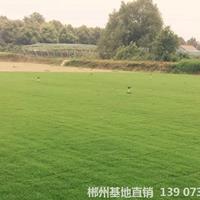 护堤绿化馬尼拉草皮价格