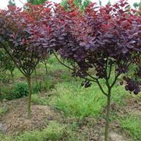 河北定州美國紅栌小苗80-1.5米价格
